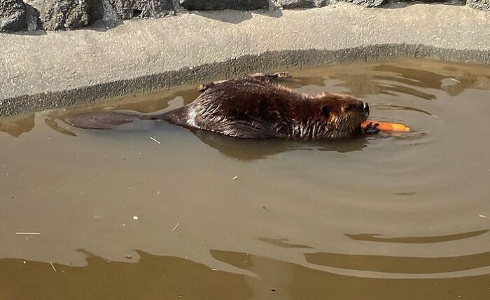 Beaver Is Carrying A Carrot