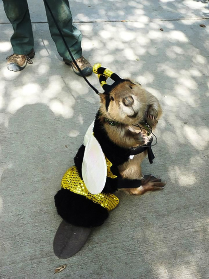 Castor con traje de abeja