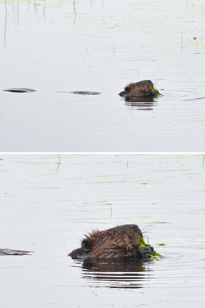 Beaver In The River