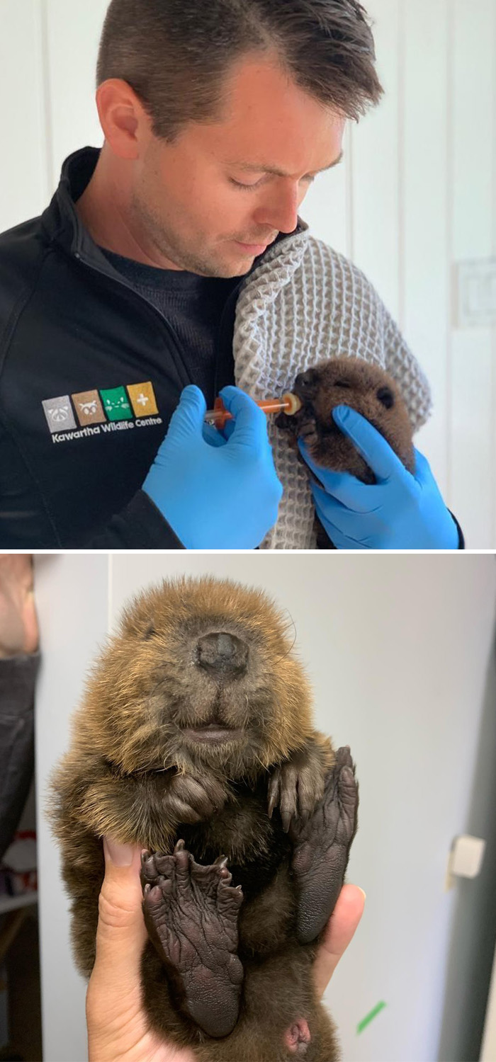 It’s Not Very Common We See Baby Beavers! Mostly Because They’re Kept Safe In The Lodge, It’s Hard To Find Them When They Could Be In Trouble