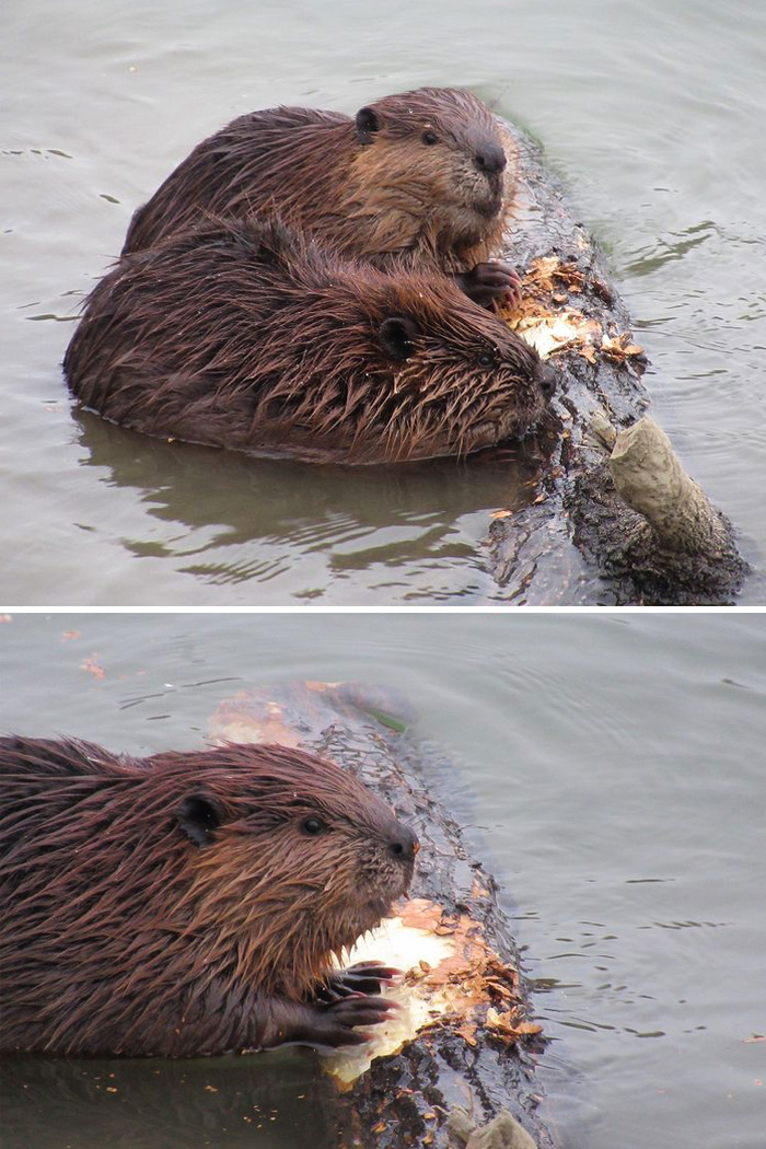 Beavers In The Saskatoon