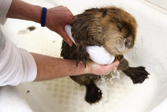 Beavers Receive Bath After An Oil Spill. Their Dams Prevented Much Of The Oil From Contaminating Any Thing. These Are Hero Beavers