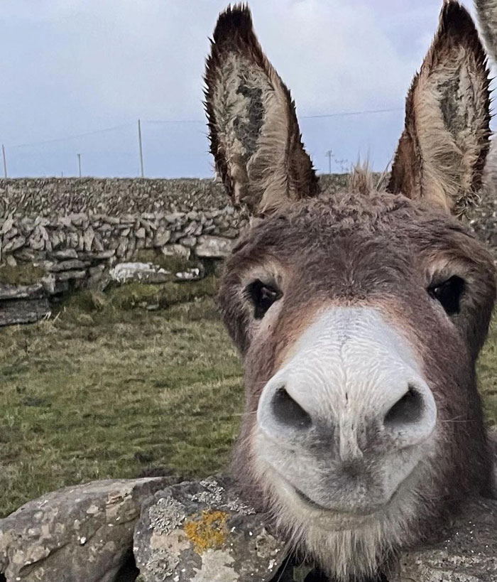 Close-up of a cute donkey with large ears standing by a stone wall in a grassy rural area under a cloudy sky.