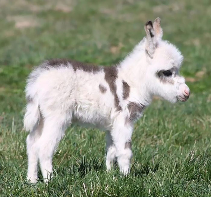 Fluffy baby donkey with white and brown spots standing on grass in a sunny outdoor setting showing donkey cuteness.