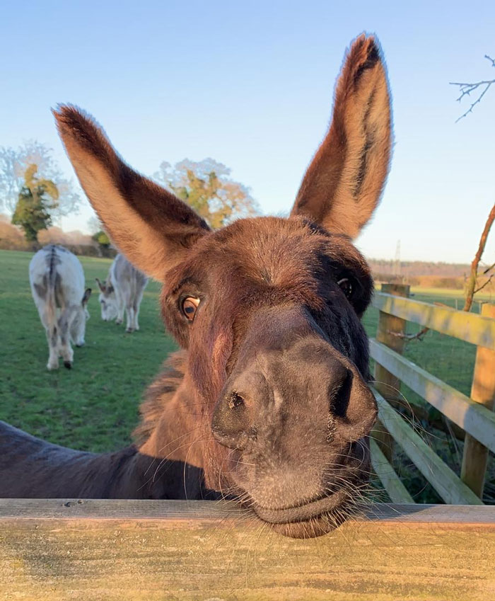Is That A Carrot In Your Pocket...?