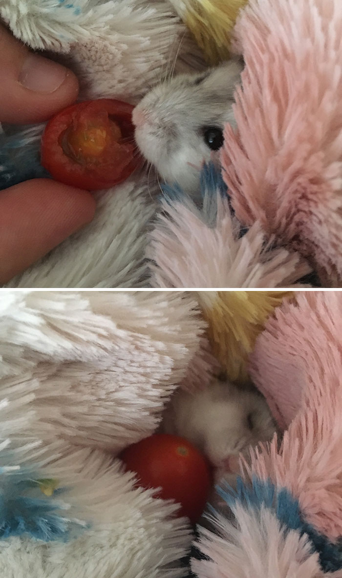 My Current Hammie Boi