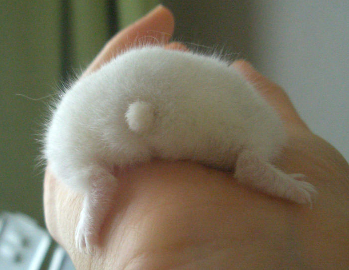 A Hamster Butt