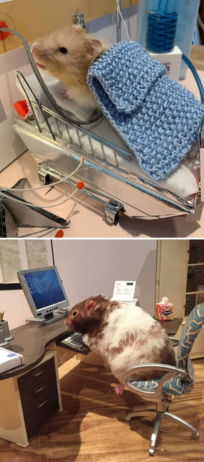 Woman Creates Tiny Lockdown Scenes With Her Pet Hamsters And It’s Too Adorable