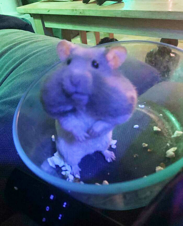 My Cousin's Hamster After Eating A Ton Of Popcorn