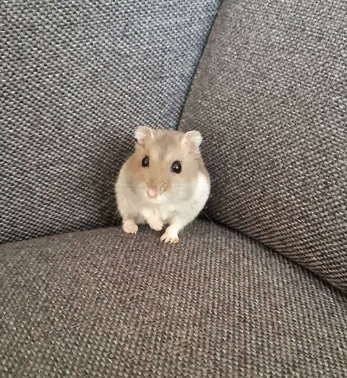 Gray hamster at the couch looking