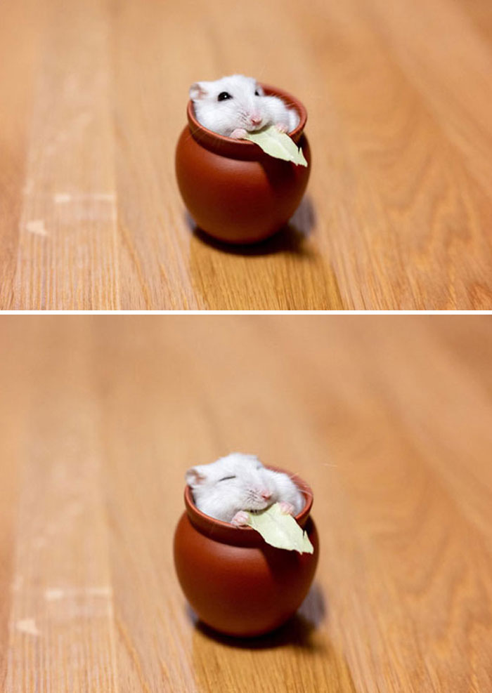 Comiendo en su jarrita