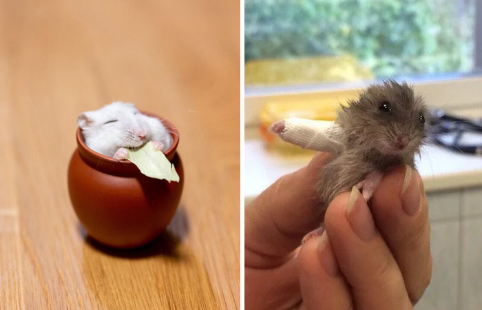 30 Adorables fotos de hamsters