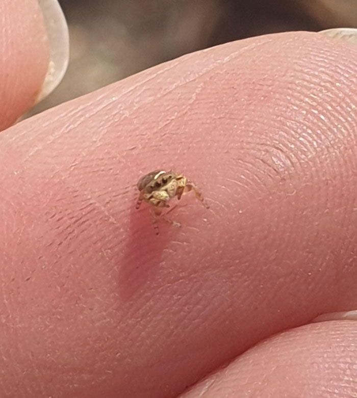 Teeny Tiny Shiny Golden Spider Bro