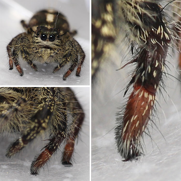 Spooder Toesies, Enhance