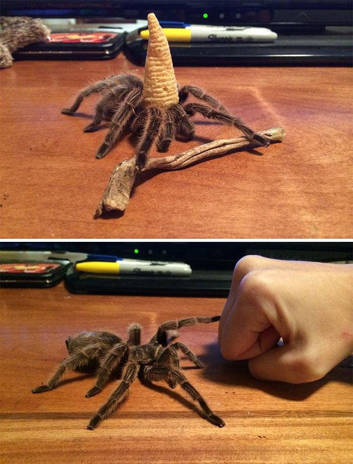 Magnus, la araña mago con su gorro y su bastón