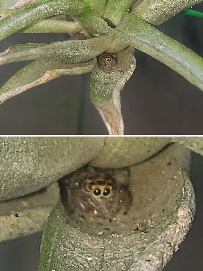 Was Taking A Picture Of The New Growth On My Air Plant When I Found This Little Guy!