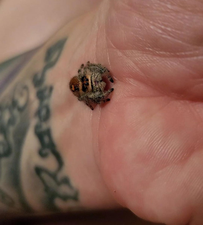 Mi araña Betelgeuse