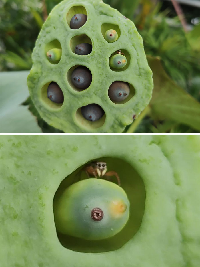 Hice esta foto para clase de biología y luego vi a la araña ahi sentada