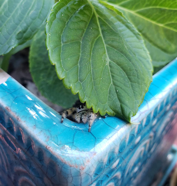 Asomándose por la maceta