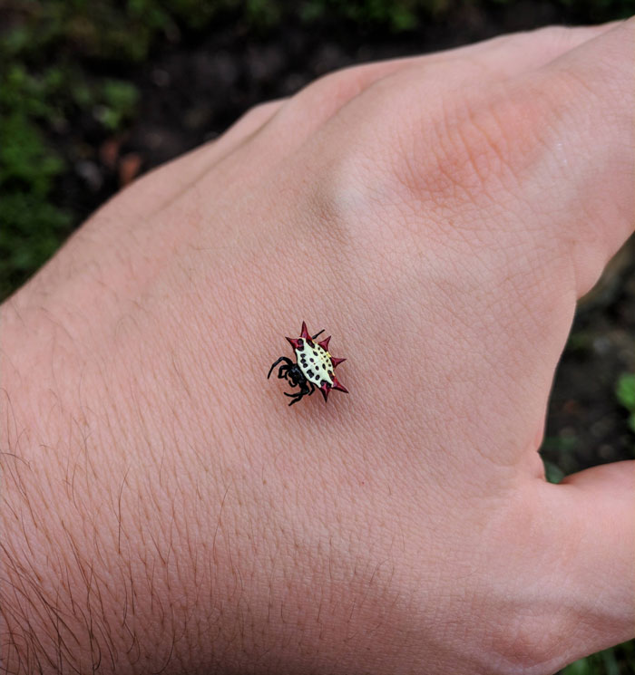 Mi gato estaba intentando cazarla