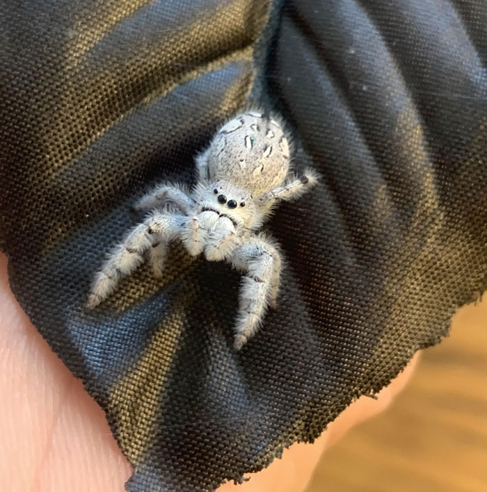 My P. Fartilis Girl Who Has The Looks And The Personality To Match