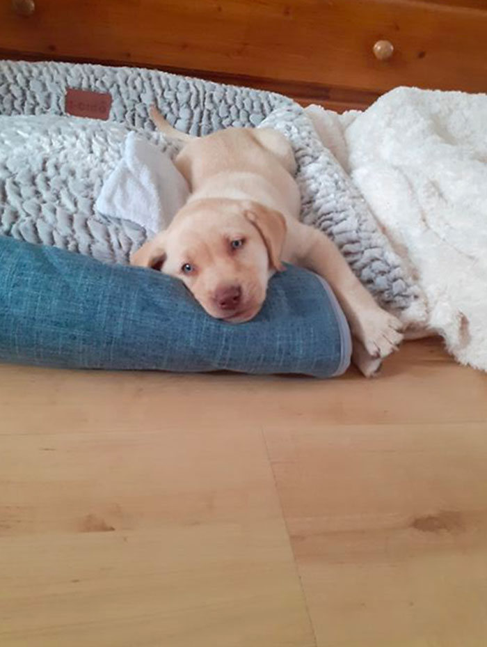 Here Is My Girl Sam When She Was Small