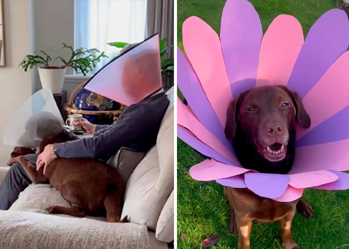“It’s Always The Dads Who Didn’t Want A Dog That End Up Loving Them The Most”: Dad Wears An E Collar To Lift His Pup’s Spirits After Surgery