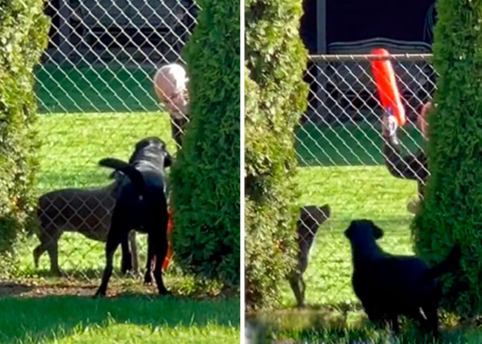 Neighbor Covertly Plays Fetch With Dog But Gets Caught By Owner Amid Wholesome Act