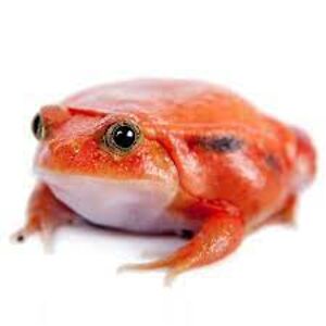 mathieumorger avatar