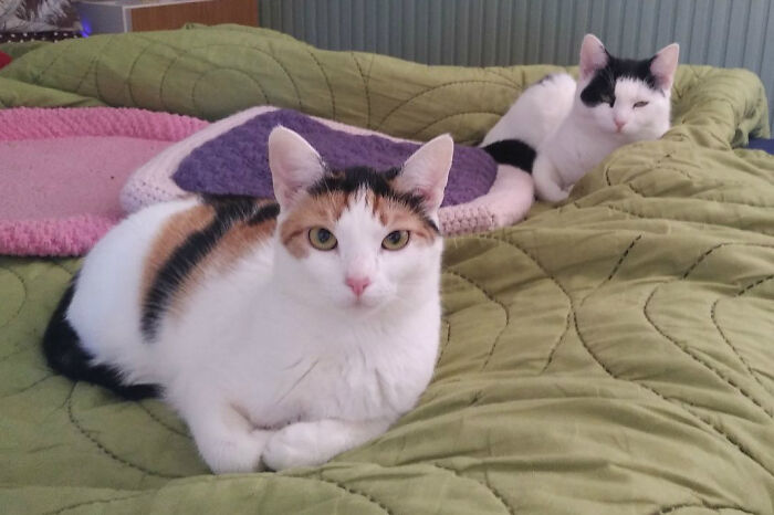 Lujza In The Front Was An Unwanted Baby Being Given Away At A Flea Market, Aunt Mici Was A Neglected Street Cat With Unwanted Babies In Her Belly, Riddled With Fleas, Worms And An Ear Infection. Now They Are Safe, Loved And Have A Home.