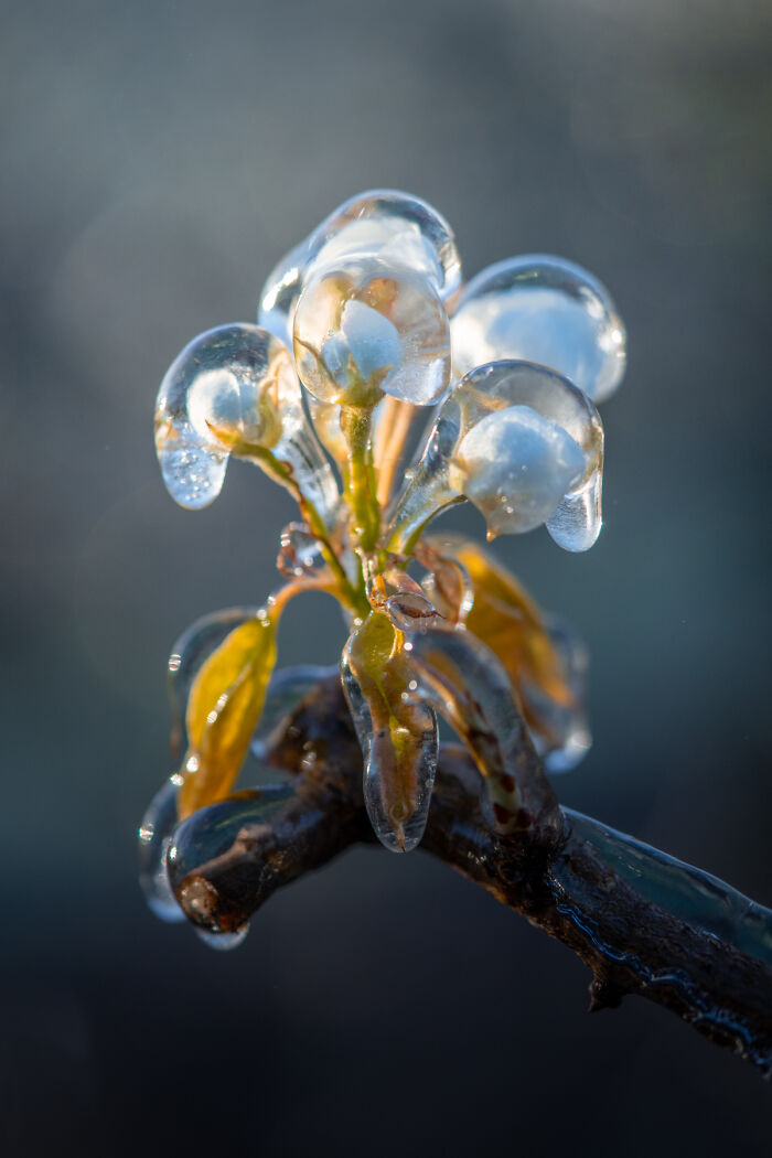 Close-up of frozen flowers encased in ice, showcasing spring beauty in the Netherlands.