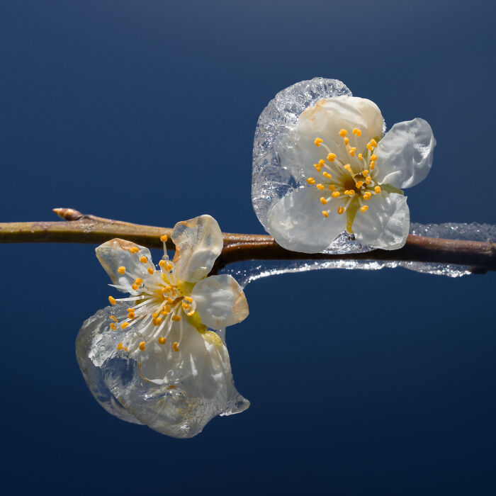 Close-up of two frozen flowers on a branch in the Netherlands, capturing intricate icy details against a clear blue background.