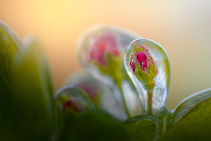 Close-up of frozen flowers in the Netherlands, with vibrant red petals encased in ice.