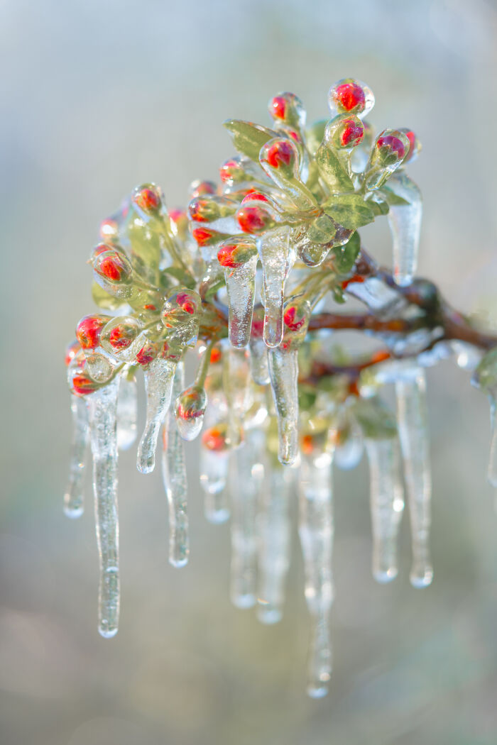 Frozen flowers in the Netherlands, showcasing ice-covered red buds and green leaves in a close-up view.