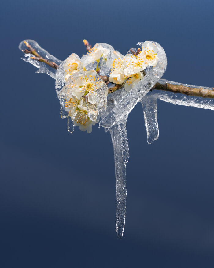 Close-up of frozen flowers on a branch in the Netherlands.