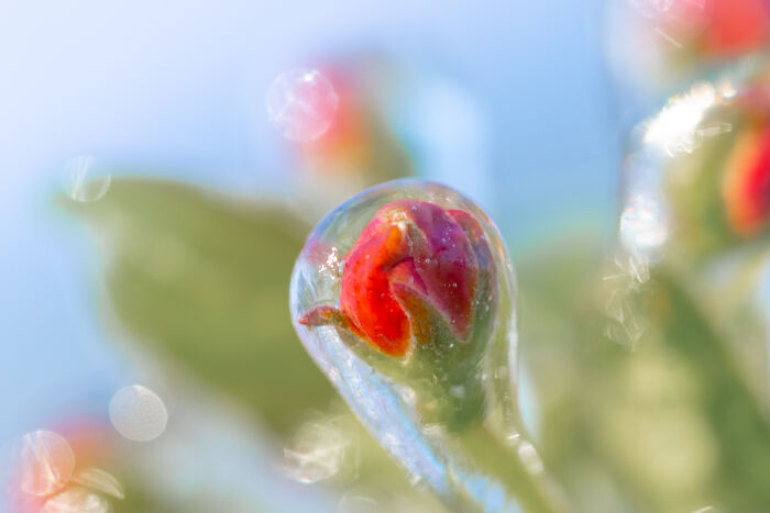 Close-up of a frozen flower bud in the Netherlands, encapsulated in ice, highlighting delicate details.