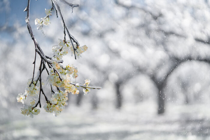 Frozen flowers in the Netherlands, close-up shot of icy blossoms on a branch with snowy background.