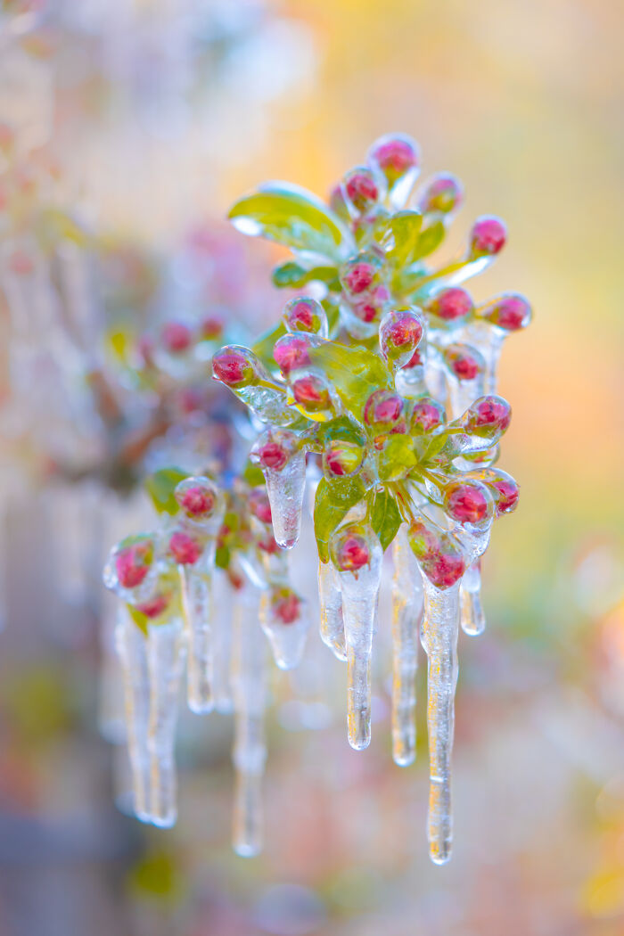 Frozen flowers in the Netherlands, close-up of vibrant buds encased in ice against a blurred background.