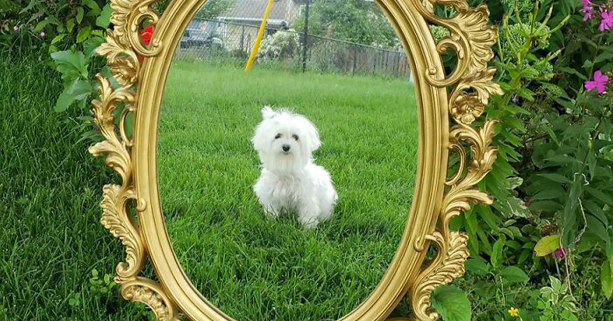 30 Personas intentando vender espejos usando fotos con los reflejos más graciosos (Nuevas imágenes)