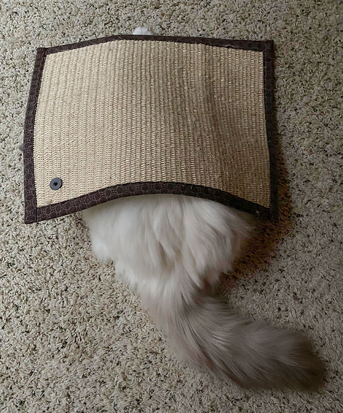 My Little Genius In Hiding