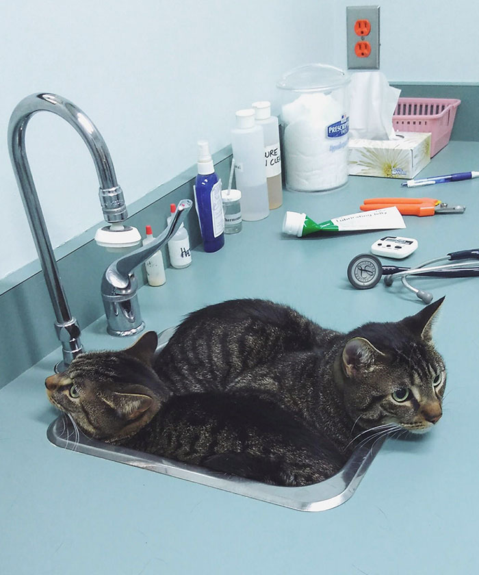 They Both Chose The Same “Hiding” Place At The Vet