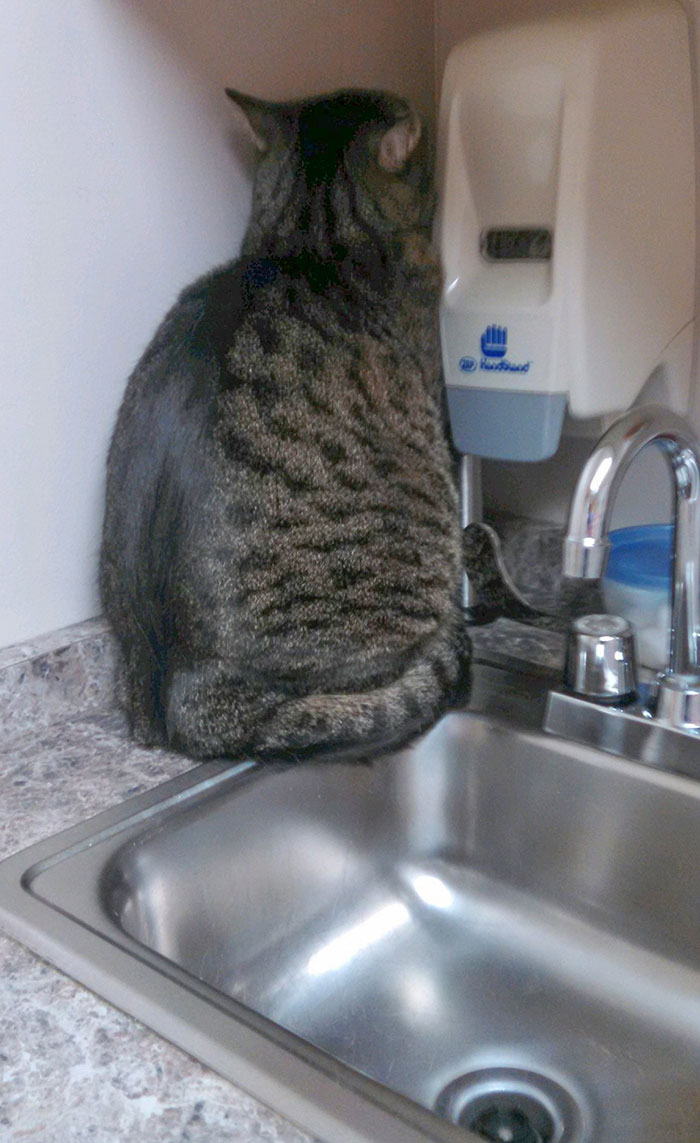 There’s Nowhere To Hide At The Vet’s Office