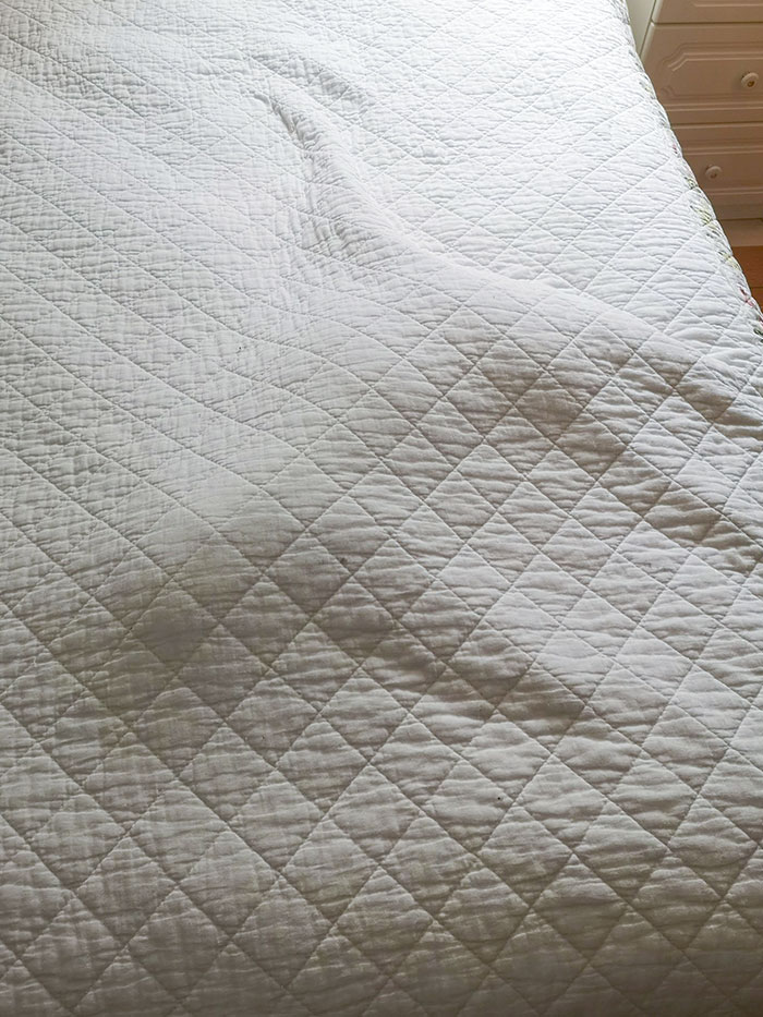 I Wonder Where My Cat Is Hiding