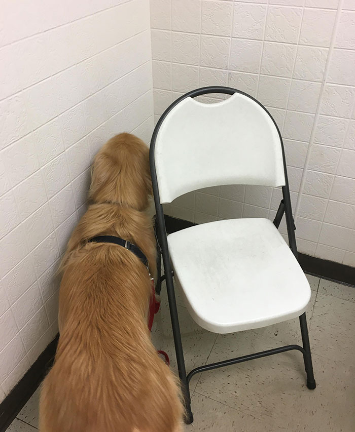 Perfect Hiding Place From Vet. She Will Never Find Me