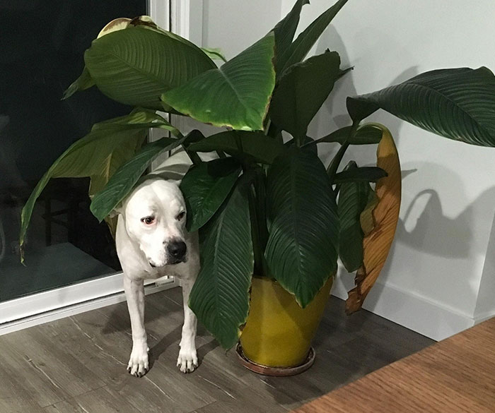 My Parents' Dog Isn’t Sure What To Make Of My Place, So He’s Hiding In The Bushes Till He Figures It Out