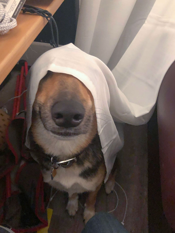 Good Girl Goes Ghost