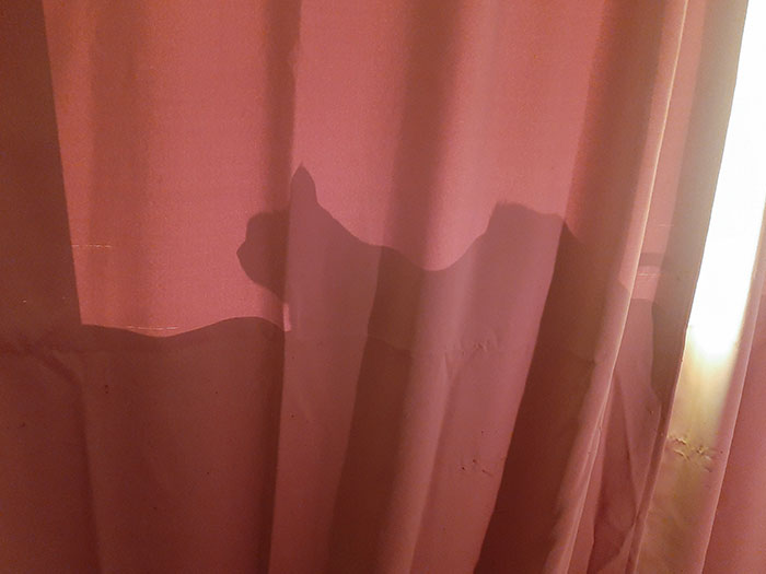 Carrot Thinks He's Hiding