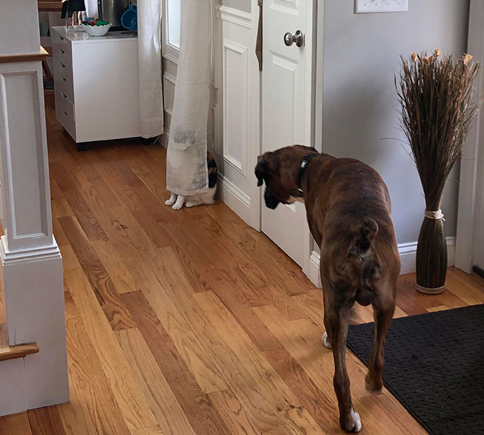 This Cat Thinks She Is Hiding And Can’t Be Seen