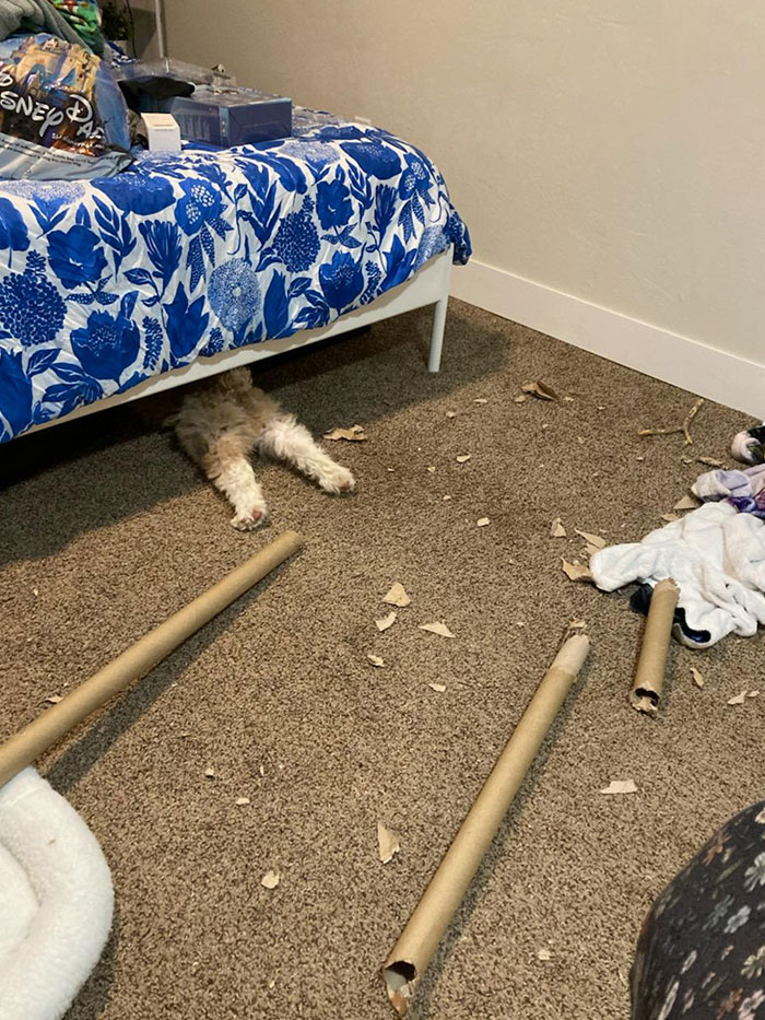 My Puppy Is 99% Sure He Is Hiding Fully