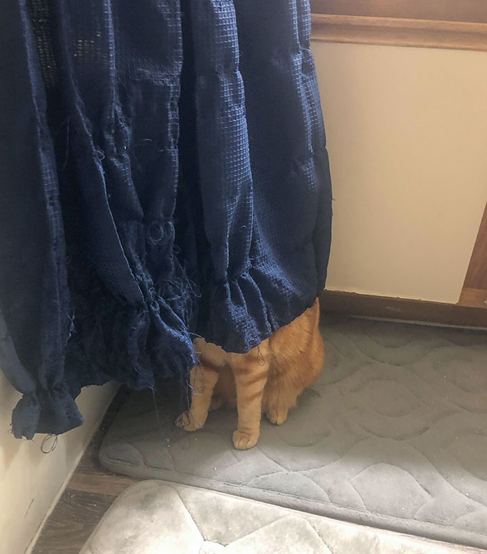 He Meows Really Loud And Then He Goes And Hides Here For 20 Mins. He Thinks He’s Hidden
